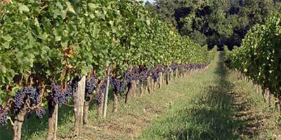Vignoble