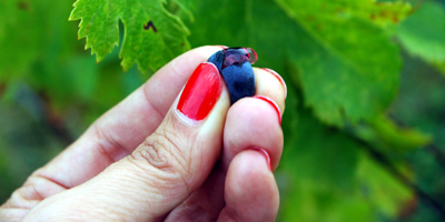 Fin des Vendanges